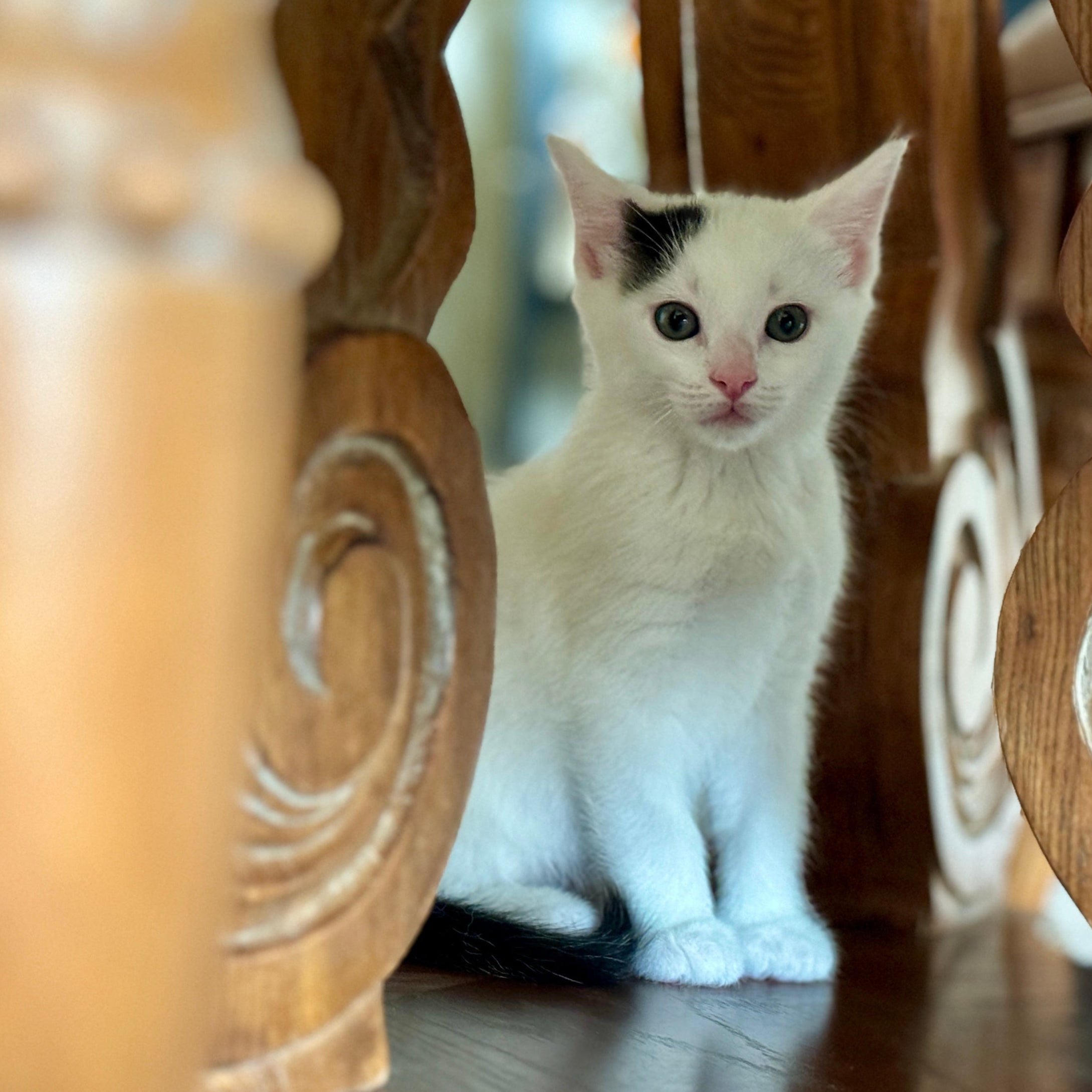 White Kitten