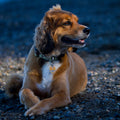 Brown dog sitting on a gravel surface at dusk